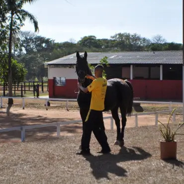 Cavalos passam por inspeção veterinária